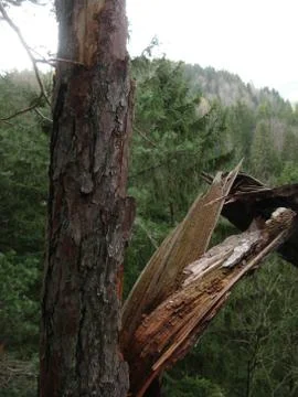 Storm damage in the forest Stock Photos