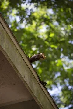 Storm Damage Stock Photos