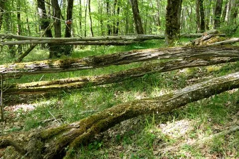 Storm Damage. Stock Photos