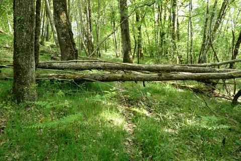 Storm Damage. Foto stock