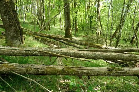 Storm Damage. Stock Photos