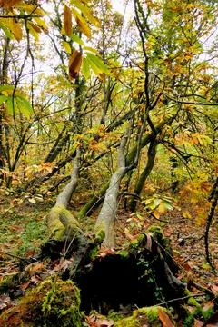 Storm Damage. Stock Photos