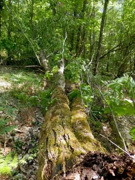Storm Damage. Stock Photos