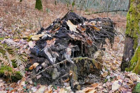 Storm Damage. Stock Photos