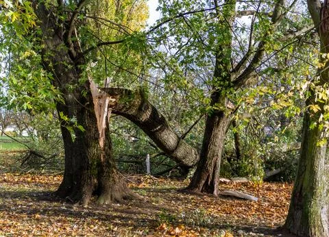 Storm damage reveals jagged edges of a broken tree in a city park Stock Photos