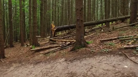 Storm damage. Toppled trees in the forest after a storm Stock Footage 73417507