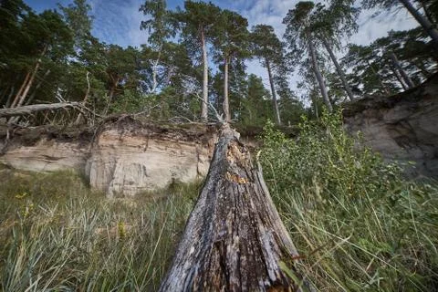 Storm damage. Toppled trees in the forest after a storm Stock Photos