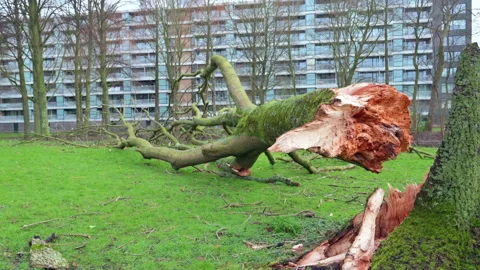 Storm damage. A tree broken by a storm lies near the house. Downed trees.. Video stock 170836975