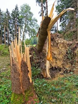Storm damage. trees in the forest after a storm. Stock Photos