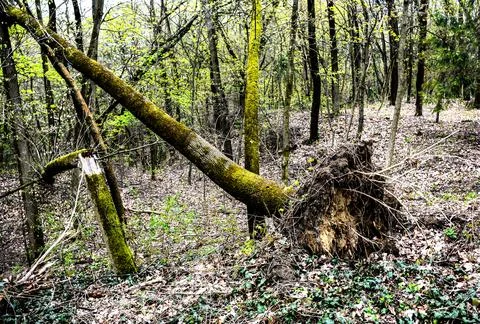 Storm damage. Trees in the forest after a storm. Foto stock