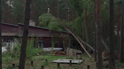 Storm damaged cabin with fallen pine tree in dense forest after heavy wind Stock Footage 345267427