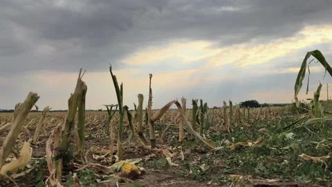 Storm damaged corn field under dramatic sky 库存影片 342492497