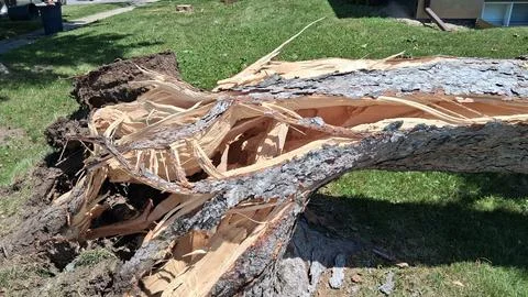 Storm-Damaged Fallen Tree Blocking Residential Sidewalk After Severe Windstorm Stock Photos