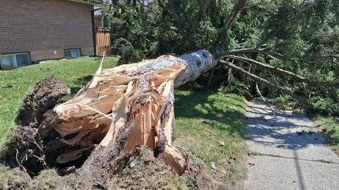 Storm-Damaged Fallen Tree Blocking Residential Sidewalk After Severe Windstorm Stock Photos