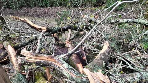 Storm Damaged Forest Floor Debris Stock Footage 305274498