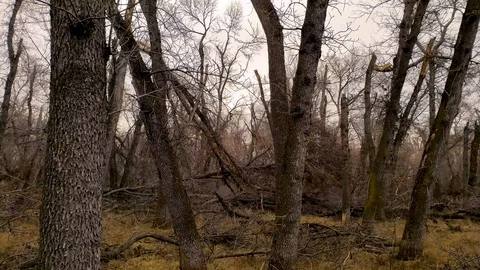 Storm damaged forest trees and logs at different angles. Slow motion slide shot. Video stock 107215064
