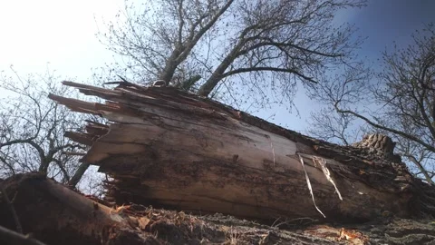 Storm damaged forest trees stacked in woodland environment Vídeo Stock 306371682