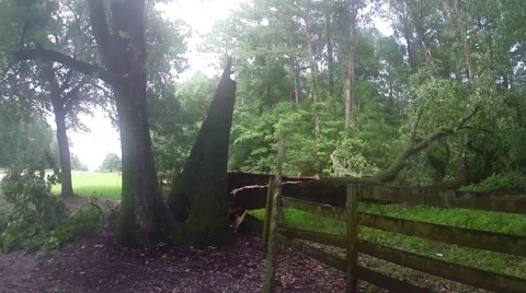 Storm Damaged Oak Tree Stock Footage 41455402