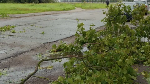 Storm damaged street with fallen tree branches, wet pavement, puddles, parked Stock Footage 345531200