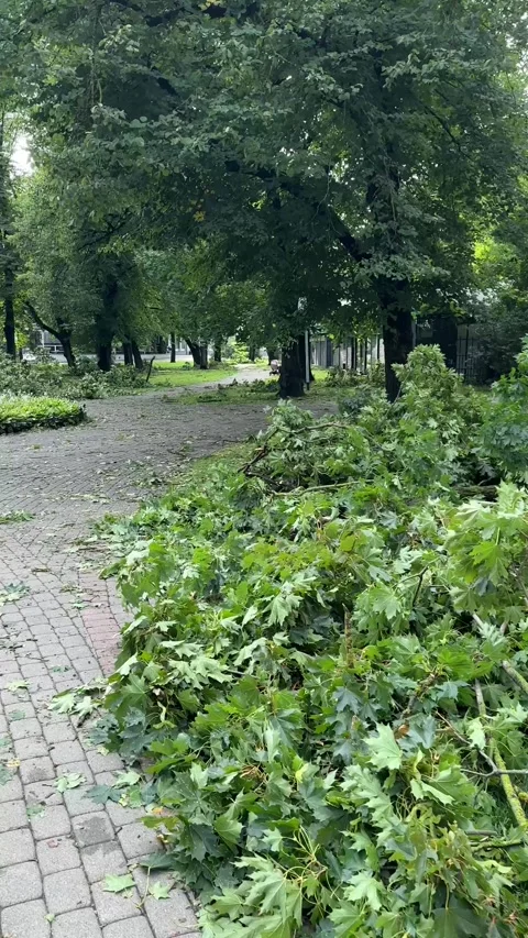 Storm-Damaged Tree Branches Scattered in City Park Video stock 343445886