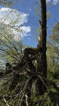Storm damaged tree with broken trunk in green forest landscape Stock Photos
