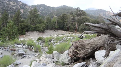 Storm damaged tree 動画素材 52215137