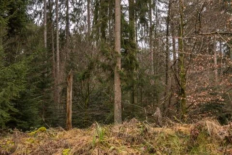 Storm damaged tree in the middle of the forest Stock Photos