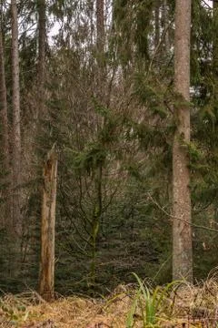 Storm damaged tree in the middle of the forest 库存照片