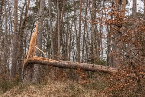 Storm damaged tree in the middle of the forest Stock Photos