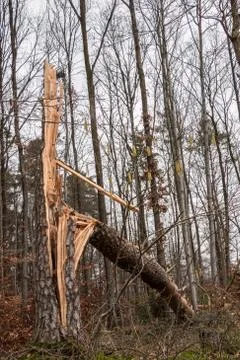 Storm damaged tree in the middle of the forest Stock Photos