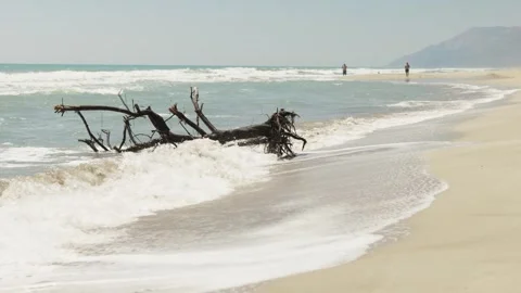 Storm-Damaged Tree on Sandy Shore with Waves Washing Over the Beach. Stock Footage 345275818