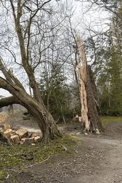 Storm Damaged Tree with Split and Broken Trunk Cut into Logs next to path Stock-Fotos