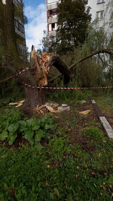Storm Damaged Tree Split Near Apartment Building With Caution Tape In Urban Yard Stock-Footage 347514490