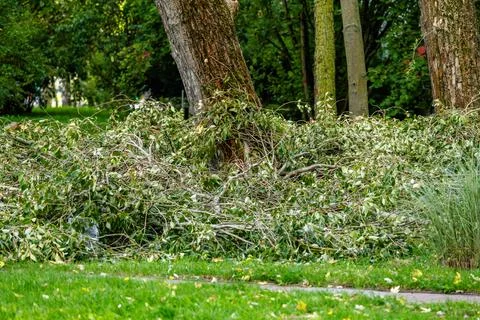 Storm Damaged Trees Being Removed in City Center After Severe Weather Stock Photos