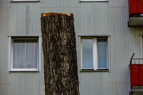 Storm Damaged Trees Being Removed in City Center After Severe Weather Stock Photos