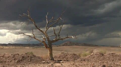Storm Dead Hanging Tree Epic Wilderness Stock Footage 33761681
