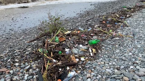 Storm debris washed ashore in close view on a pebble beach Stock Footage 345361669