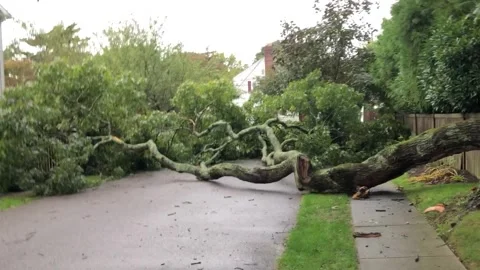 Storm downs huge branch from 300-year-old oak tree on Long Island Stock Footage 272947311