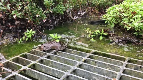 Storm Drain Close Up With Small Babbling Rain Run Off, Lush Green Video stock 104586071