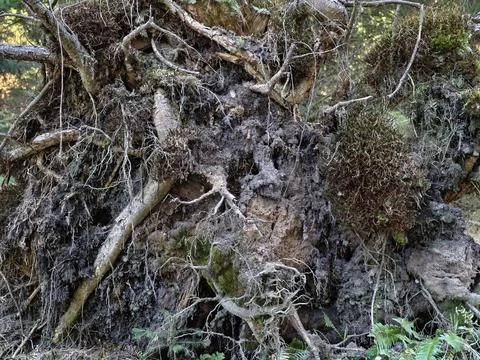 Storm exposes complex root network. Strong roots are revealed through chall.. Фото