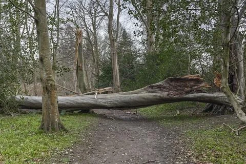 Storm Fallen Beech Tree Trunk with Smooth Bark and Snapped Branch Lying Down Stock Photos
