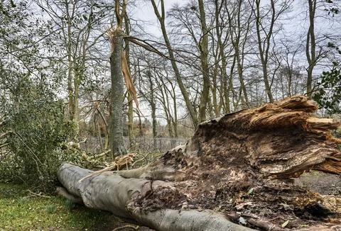 Storm Fallen Beech Tree Trunk with Smooth Bark and Snapped Branch Lying Down Stock Photos