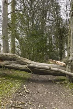 Storm Fallen Beech Tree Trunk with Smooth Bark and Snapped Branch Lying Down Stock Photos