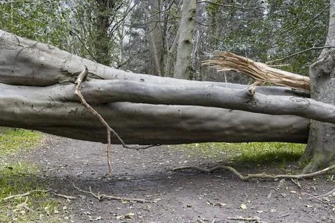 Storm Fallen Beech Tree Trunk with Smooth Bark and Snapped Branch Lying down Stock Photos