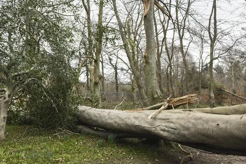 Storm Fallen Beech Tree Trunk with Smooth Bark and Snapped Branch Lying Stock Photos