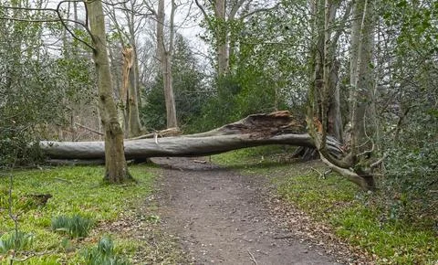 Storm Fallen Beech Tree Trunk with Smooth Bark and Snapped Branch Lying Flat Stock Photos