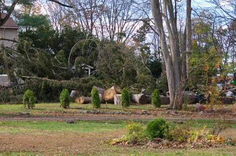 Storm fallen trees being professionally cut and cleared from a New England pr Stock Photos
