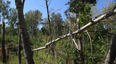 Storm felled trees Video stock 51691923