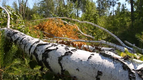Storm felled trees Stock Footage 51692078