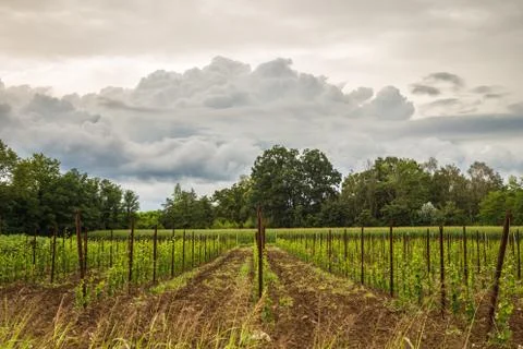 Storm in the fields of italy Stock Photos